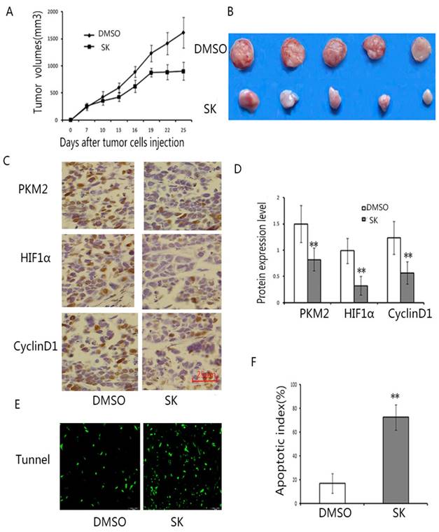 J Cancer Image