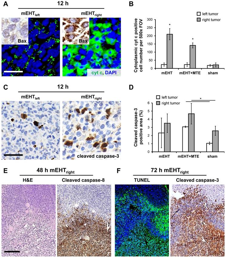 J Cancer Image