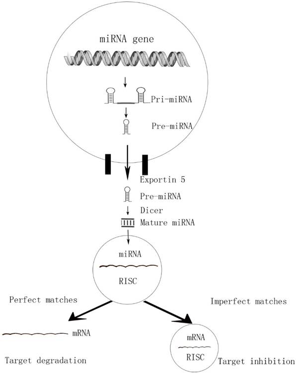 J Cancer Image