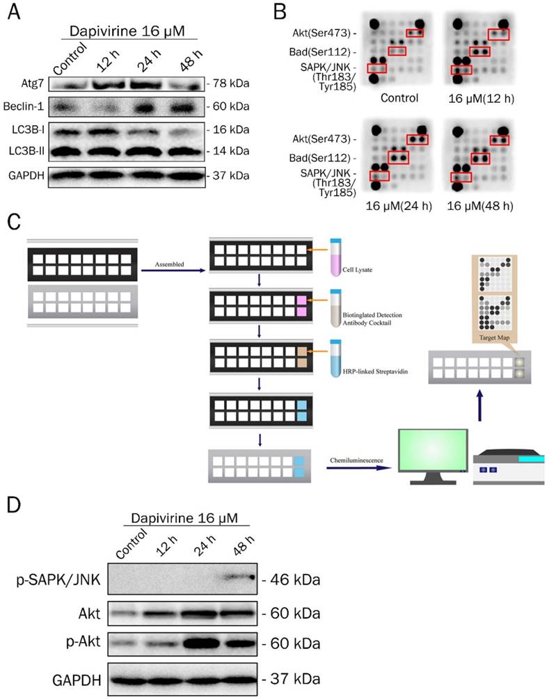 J Cancer Image