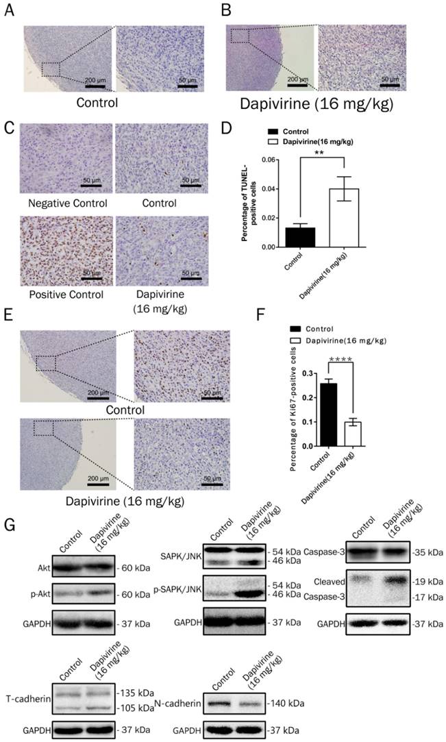 J Cancer Image