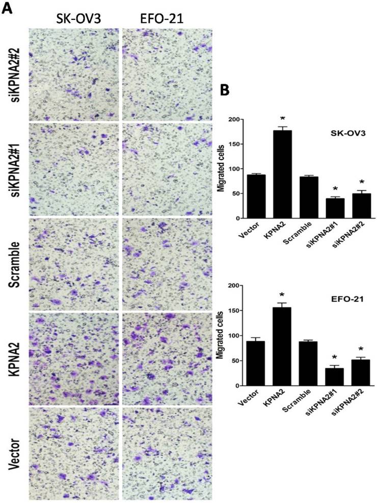 J Cancer Image