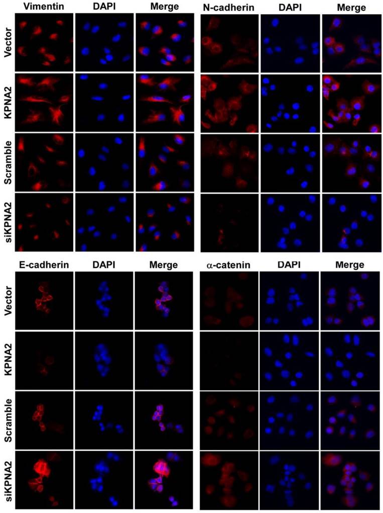 J Cancer Image