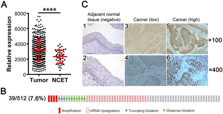 J Cancer Image