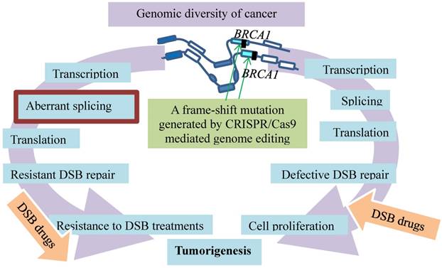 J Cancer Image