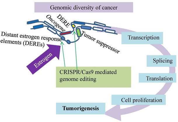 J Cancer Image