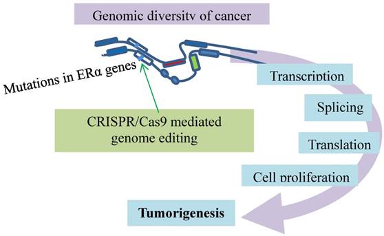 J Cancer Image