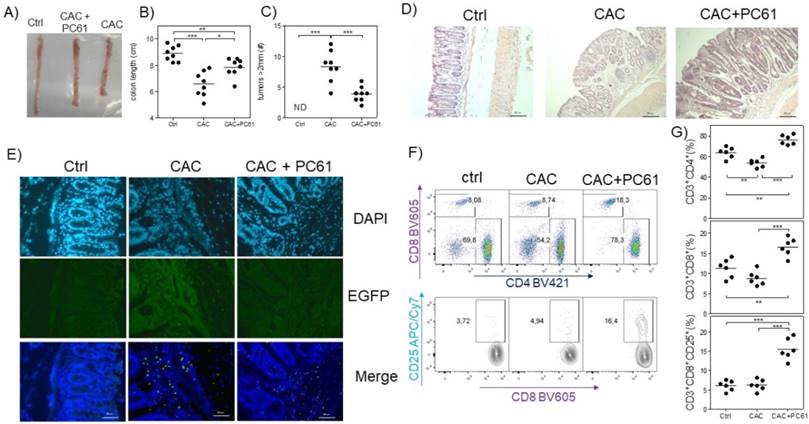 Early and Partial Reduction in CD4+Foxp3+ Regulatory T Cells during ...
