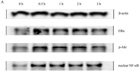 J Cancer Image