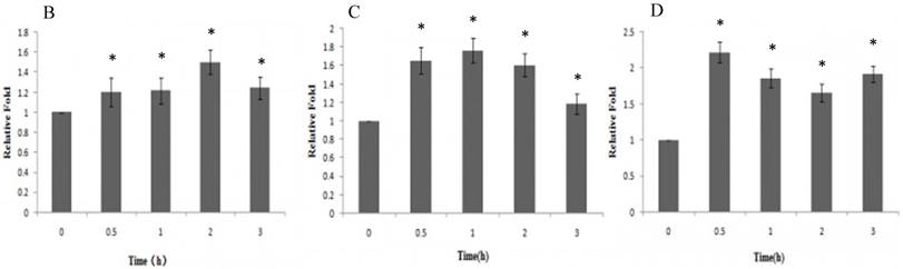 J Cancer Image