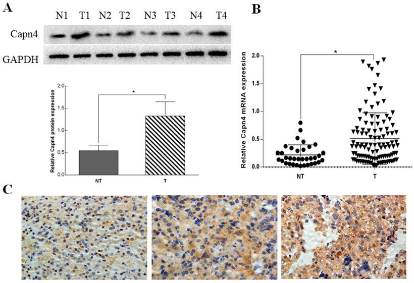 J Cancer Image