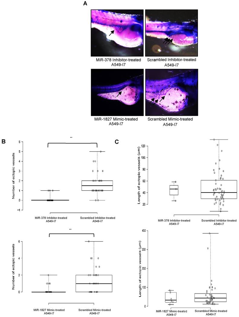 J Cancer Image