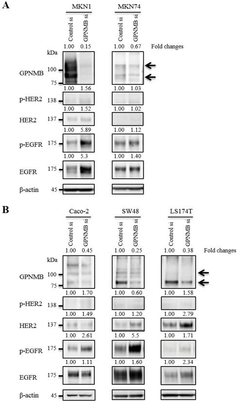 J Cancer Image