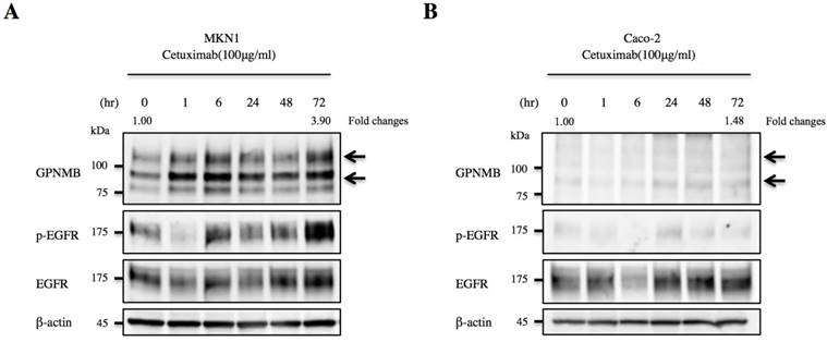 J Cancer Image