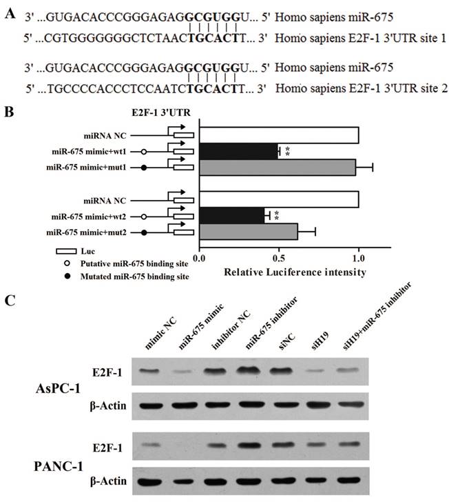 J Cancer Image