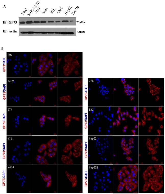 J Cancer Image