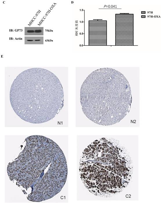 J Cancer Image