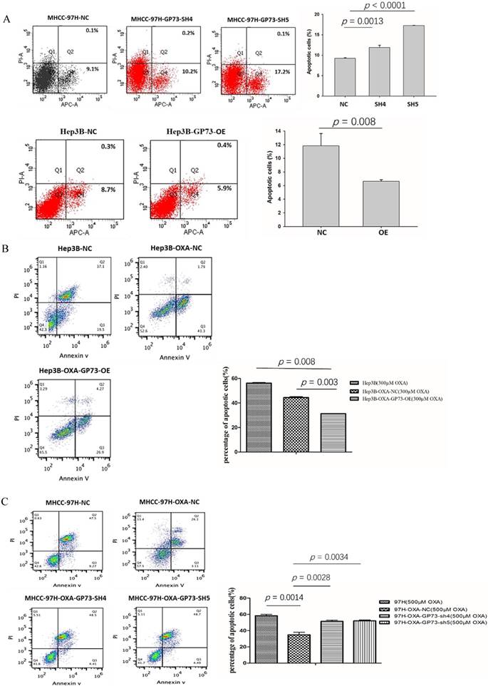 J Cancer Image