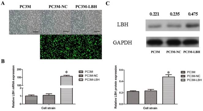 J Cancer Image