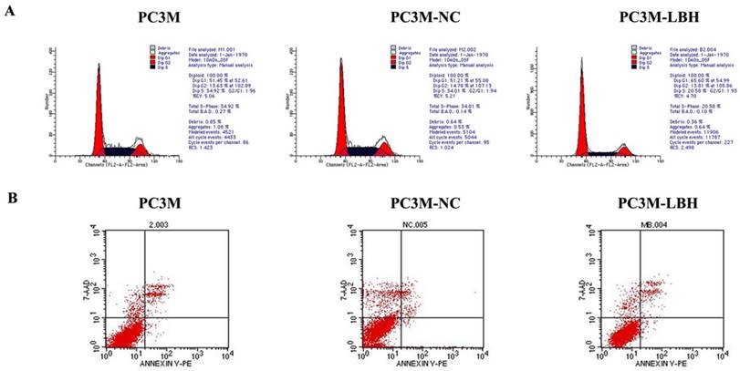 J Cancer Image