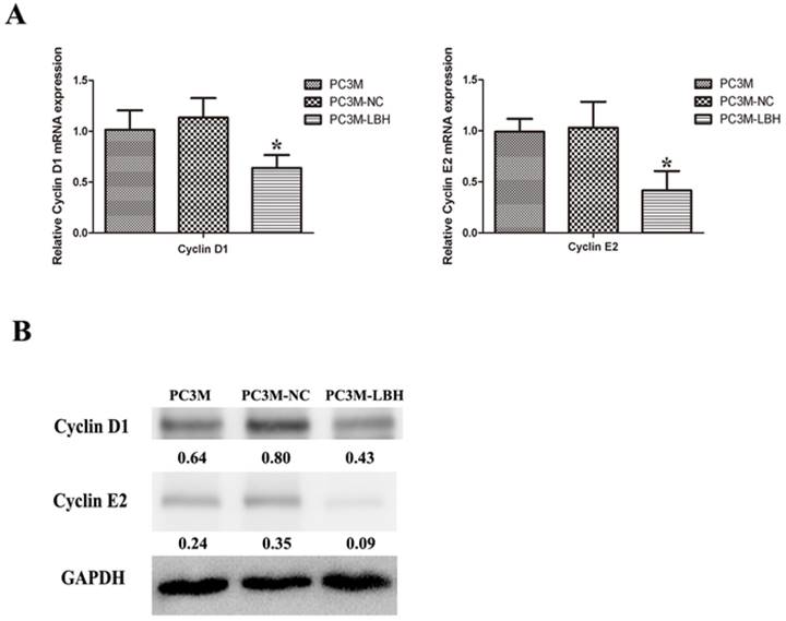 J Cancer Image