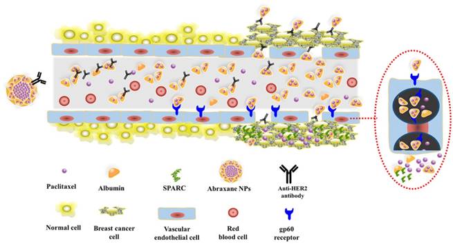 J Cancer Image