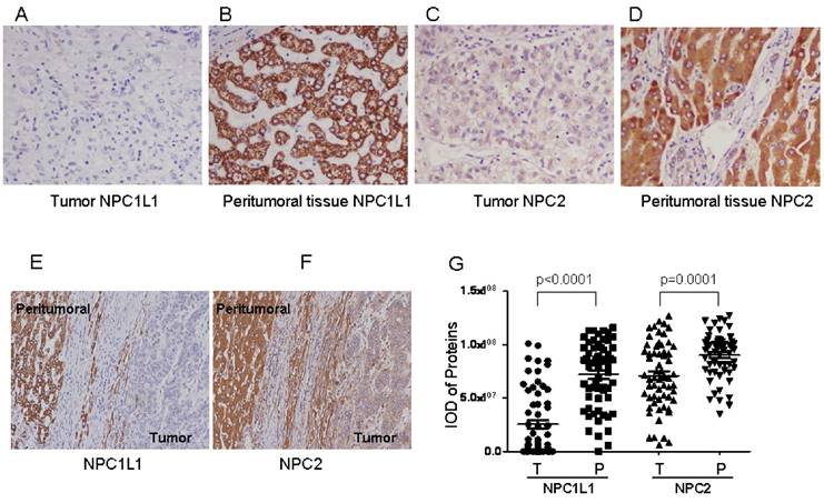 J Cancer Image