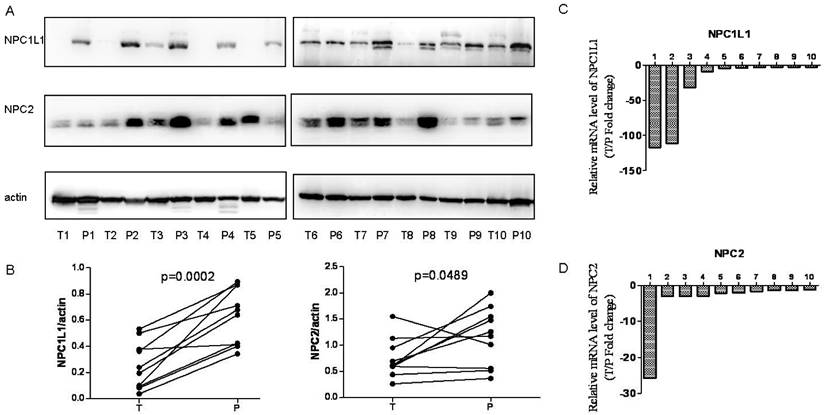 J Cancer Image