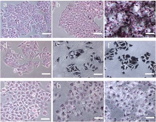 J Cancer Image