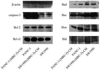 J Cancer Image