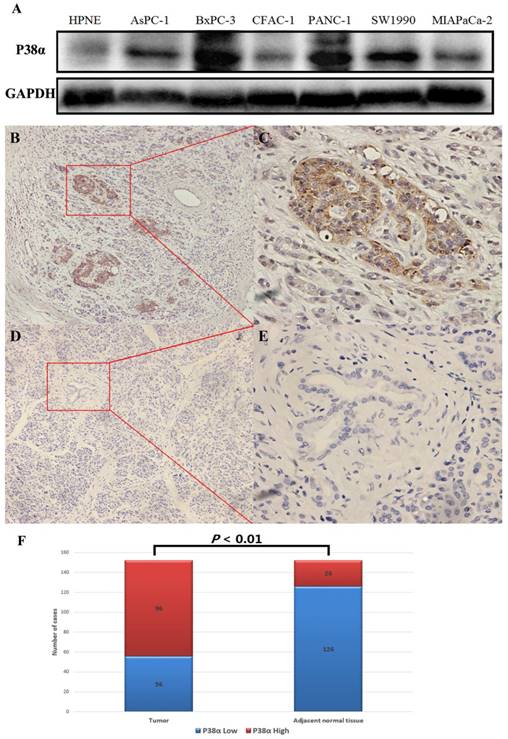 J Cancer Image