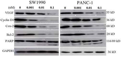 J Cancer Image