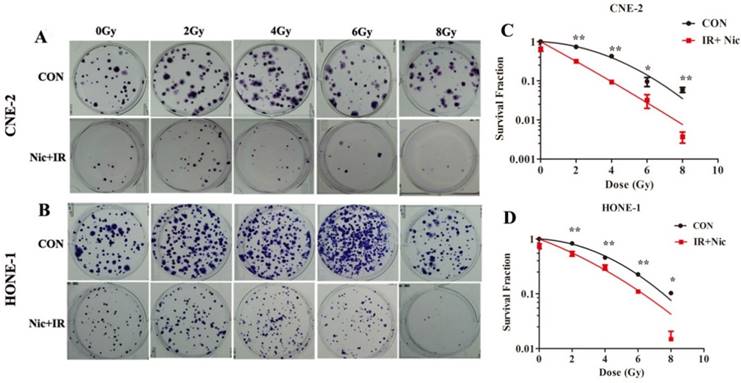 J Cancer Image