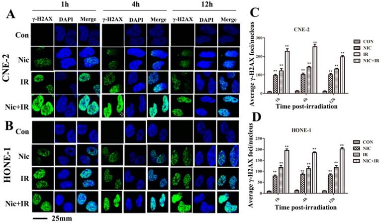 J Cancer Image