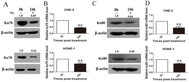 J Cancer Image