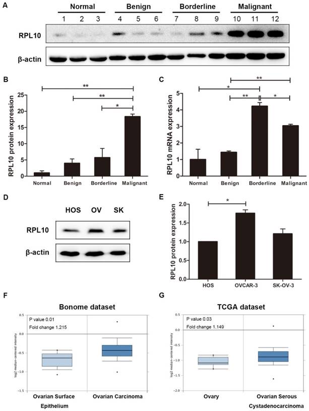 J Cancer Image