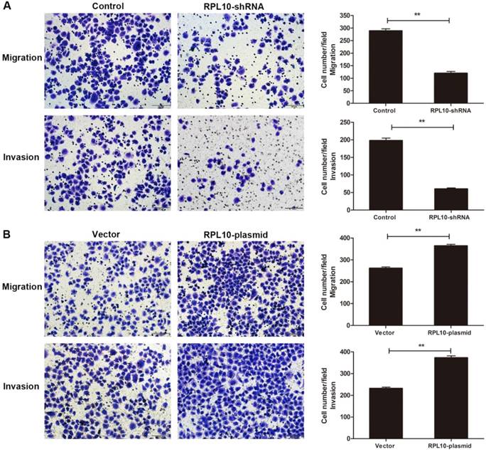 J Cancer Image