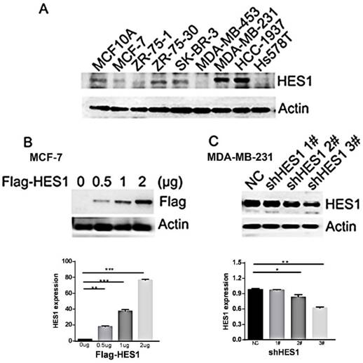 J Cancer Image