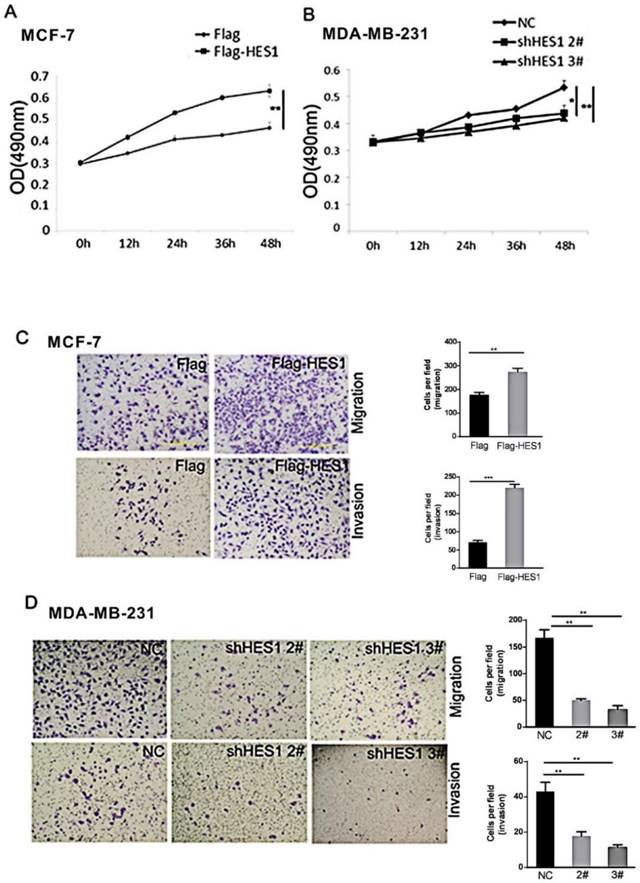 J Cancer Image