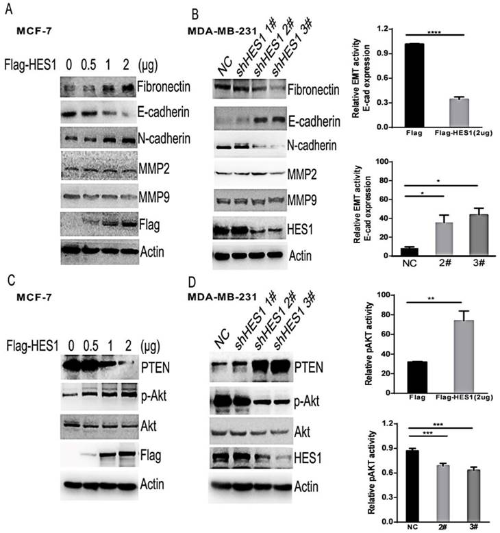 J Cancer Image