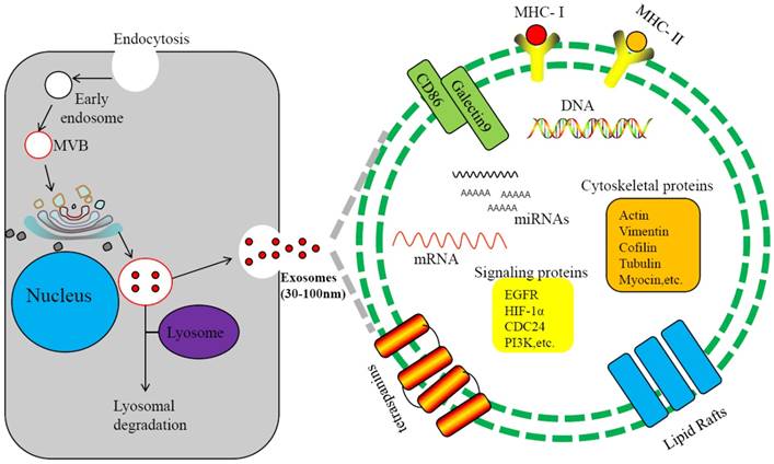 J Cancer Image