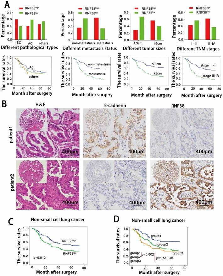 J Cancer Image