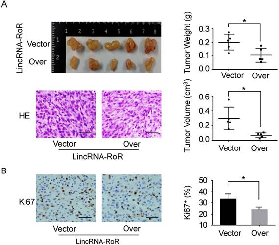 J Cancer Image