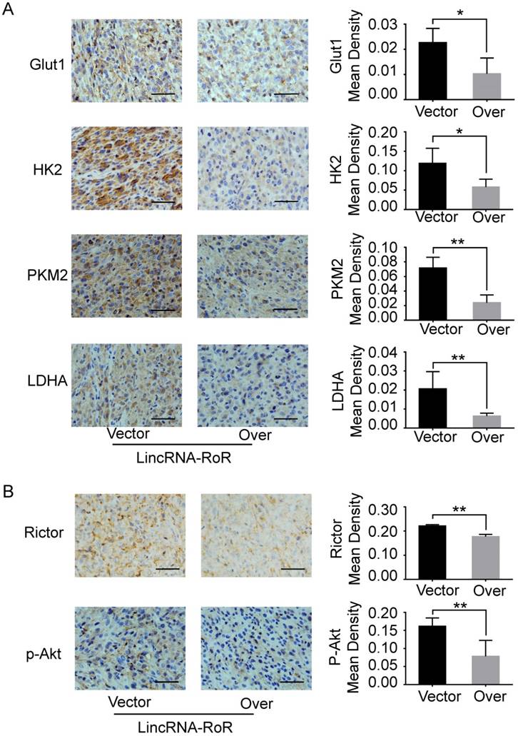 J Cancer Image