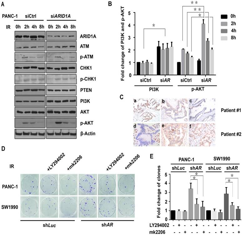 J Cancer Image