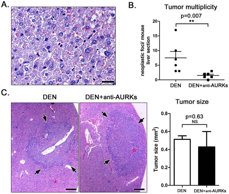 J Cancer Image