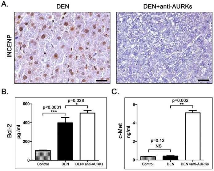 J Cancer Image