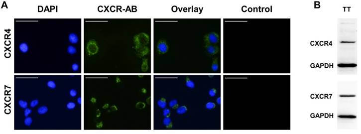 J Cancer Image