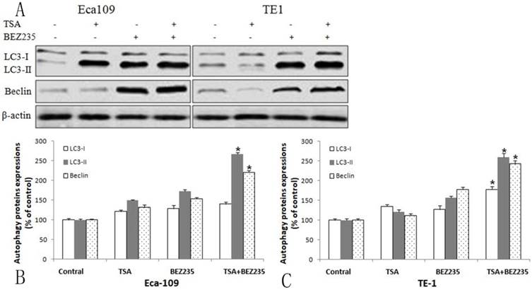 J Cancer Image