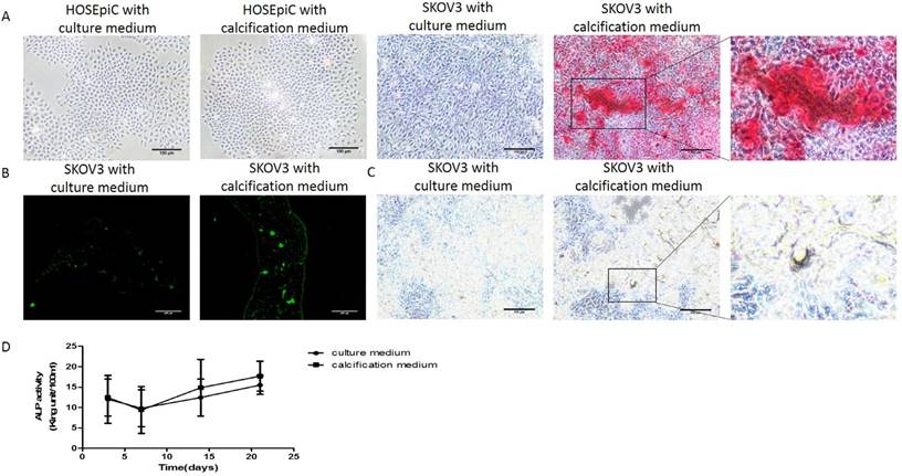 J Cancer Image